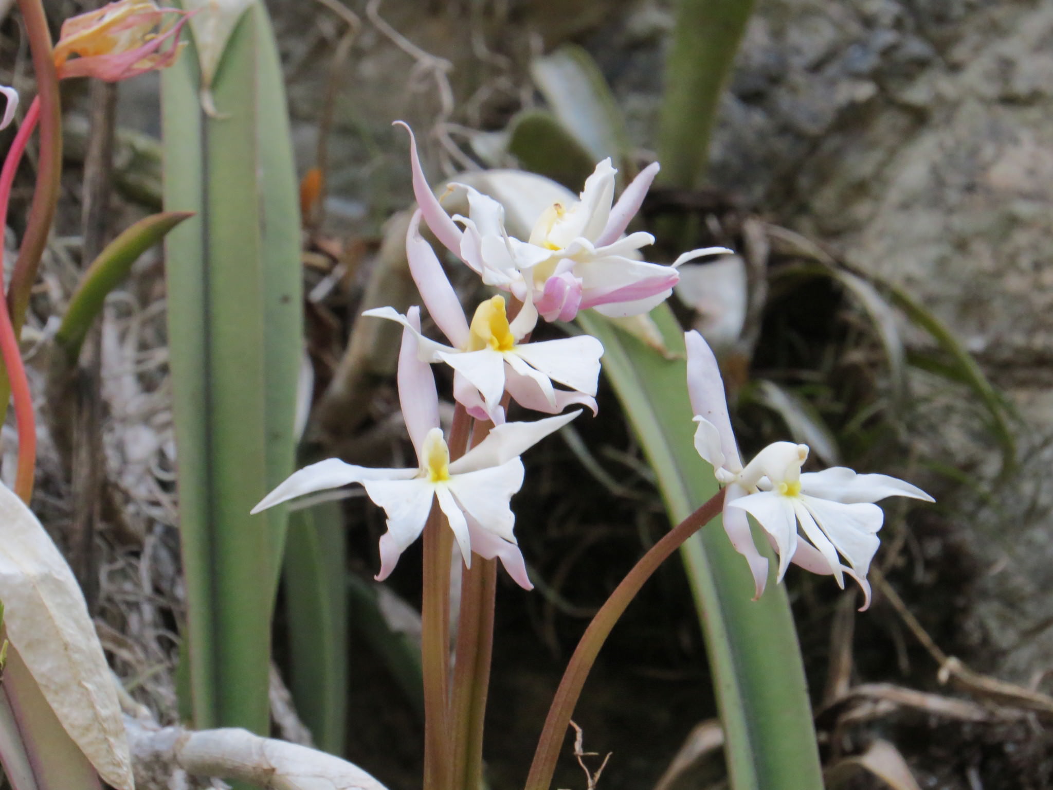 Epidendrum falcatum